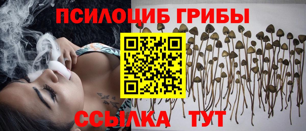 Галлюциногенные грибы Psilocybine cubensis  Вход с VPN  Прохладный 